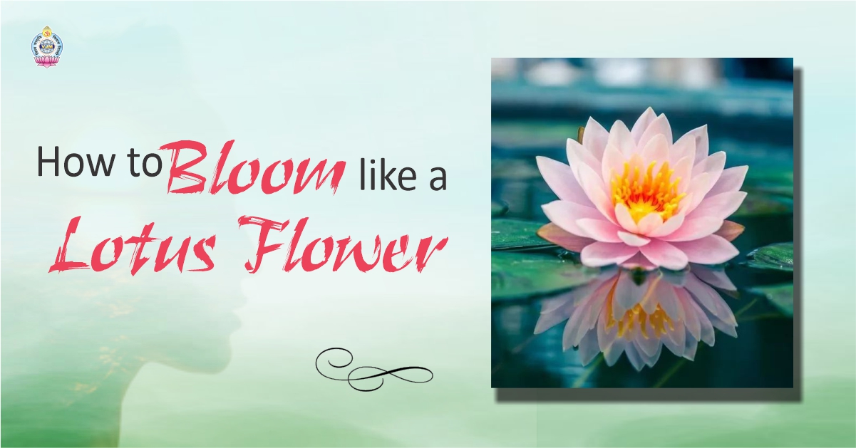 How to Bloom like a Lotus Flower